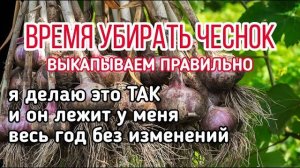 Когда убирать чеснок с грядки и как хранить зимой: сроки, сушка, способы хранения и частые ошибки