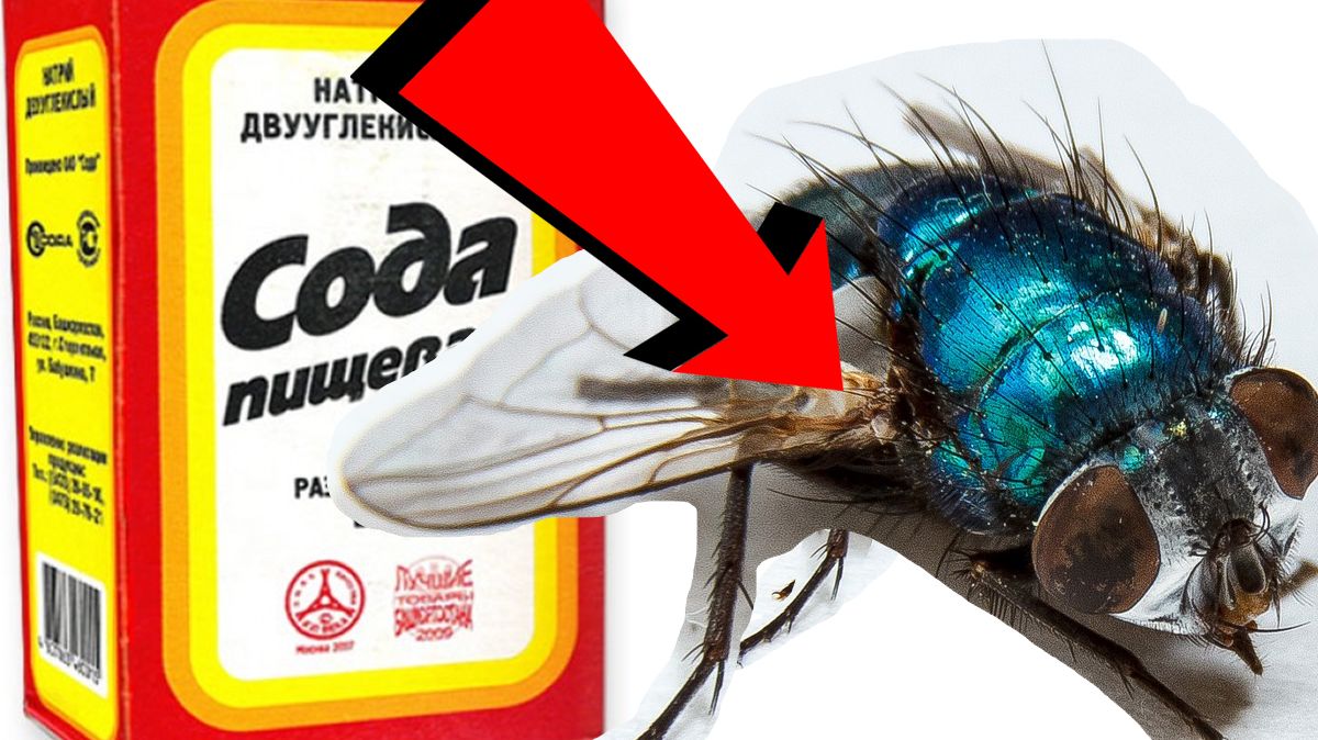 Как избавиться от Мух и Комаров За 3 Секунды!
