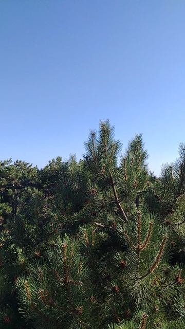 "Цикады встречают утро 5 июля" смотреть онлайн
