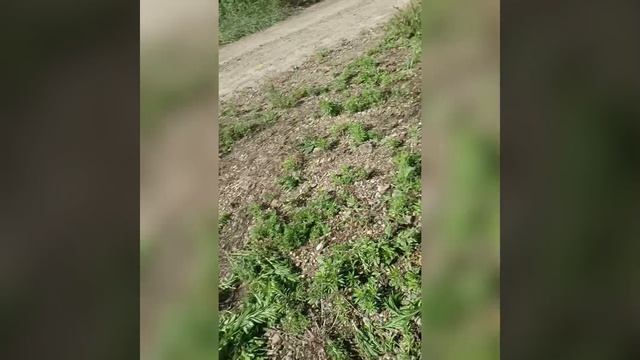 Деревенская красота с котейкой