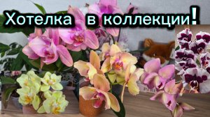 Цветение орхидей на начало июля!