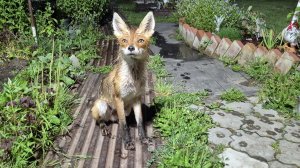 (1315) Лиса приходит в гости. Июль 2026