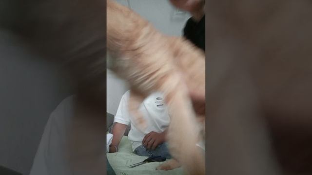 ааа подарок от участника команда динозавра смотреть онлайн