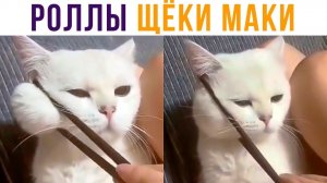 ЩЁКИ-МАКИ))) Кусьные!) Приколы с котами