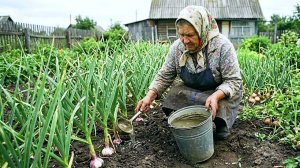 Чеснок будет разрывать землю своим размером после этой подкормки в июле. Чем подкормить чеснок в июл