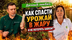 Чем помочь растениям? Подкормки и защита в жару, которые помогут ее пережить