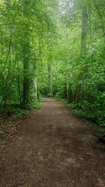 Парки