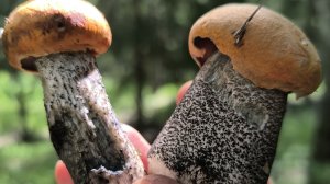 НИКТО НЕ НАШЕЛ, А МЫ НАШЛИ! Секретный грибной маршрут 🍄