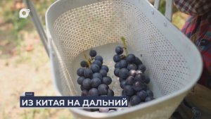 Дальний Восток на связи / Из Китая на Дальний