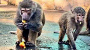 Наши бибизяны мягко говоря ЗАЕЛИСЬ и мы поехали РАЗДАВАТЬ ВКУСНЯШКИ по парку!