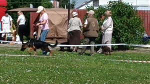 БЕБИ СУКИ / КЧК ВОЛОГДА 4 июля`26 Е.Близнецова Моно немецких овчарок