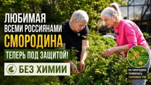 Галловая тля на смородине? Быстро спасаем куст