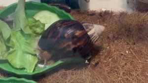 Новый Дом 🏠 для улитки 🐌 Сони