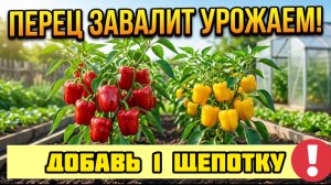 Дайте перцу 1 щепотку - и он завалит вас урожаем! Без дорогих удобрений