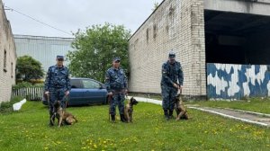 Сюжет Сампо ТВ 360 - Три бельгийские овчарки готовятся к службе в карельском УФСИН