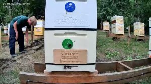 ТВОИ ПЧЁЛЫ - жизнь пчёл в прямом эфире