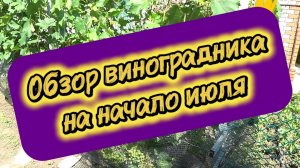 Обзор виноградника на начало июля. 6.07.26