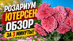 РОЗА РОЗАРИУМ ЮТЕРЗЕН ОБЗОР ЗА 3 МИНУТЫ!