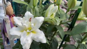Свит Заника и Свит Шугар 🌸Зацветает Близзард 🕊️