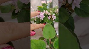 Фиалки без границ