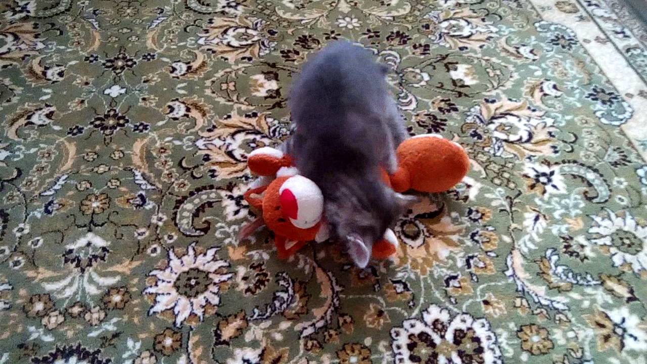 VID 20160630 111414 смотреть онлайн