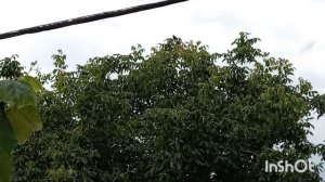 06-07-2026 хорошо поёт!