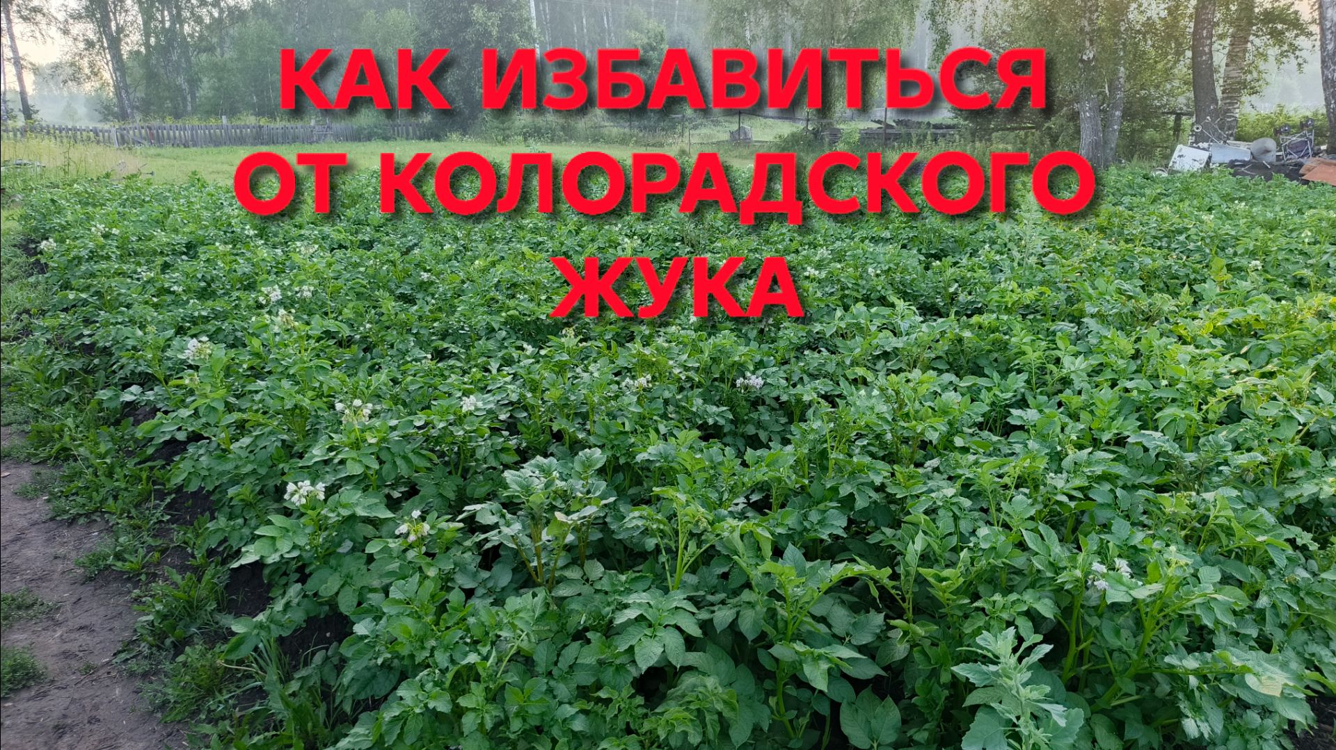 Как избавиться от колорадского жука на все лето