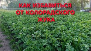 Как избавиться от колорадского жука на все лето