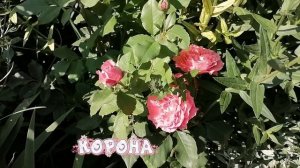 Розы в моём саду... Июль 2026г.