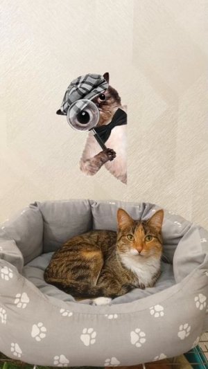 Не когда не говори при коте эти слова