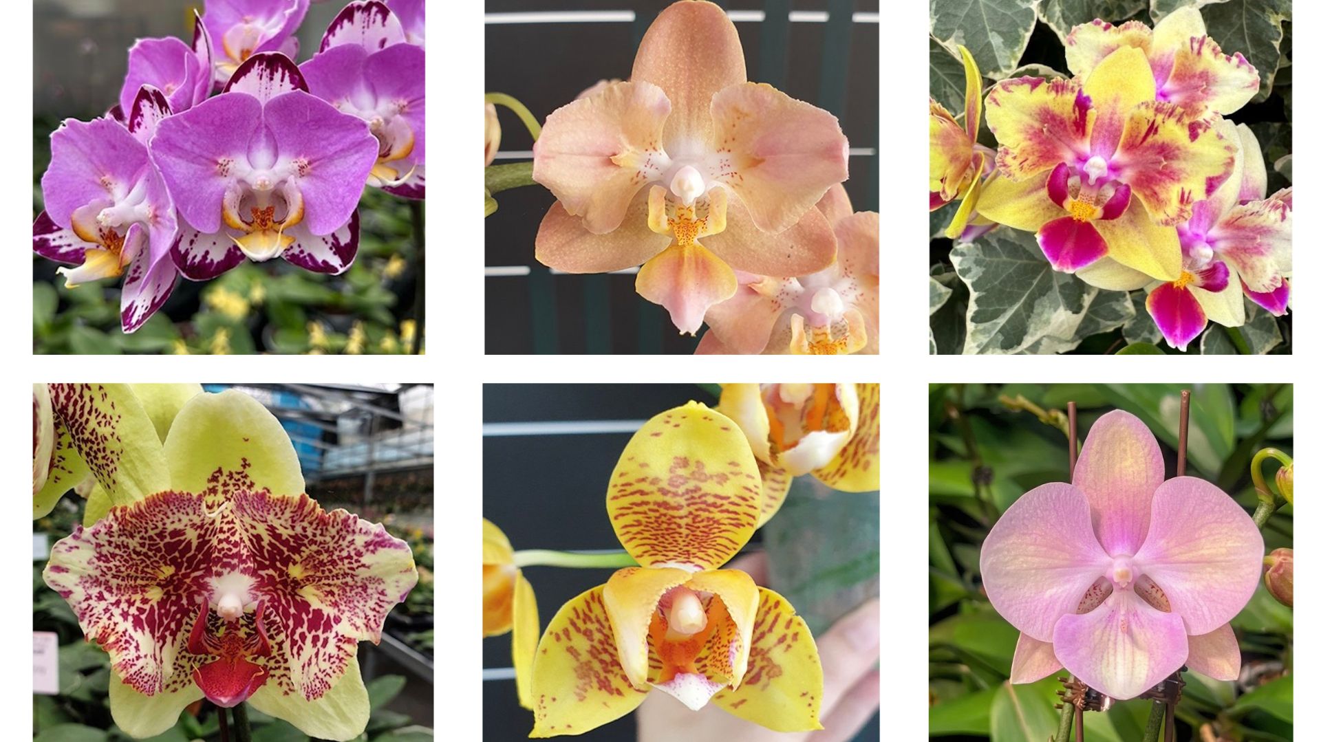 🌸 ПРОДАЖА ОРХИДЕЙ. Поставка подростков орхидей от MIKI ORCHID. Обзор от 06.07.26 г. Купить орхидею. смотреть онлайн
