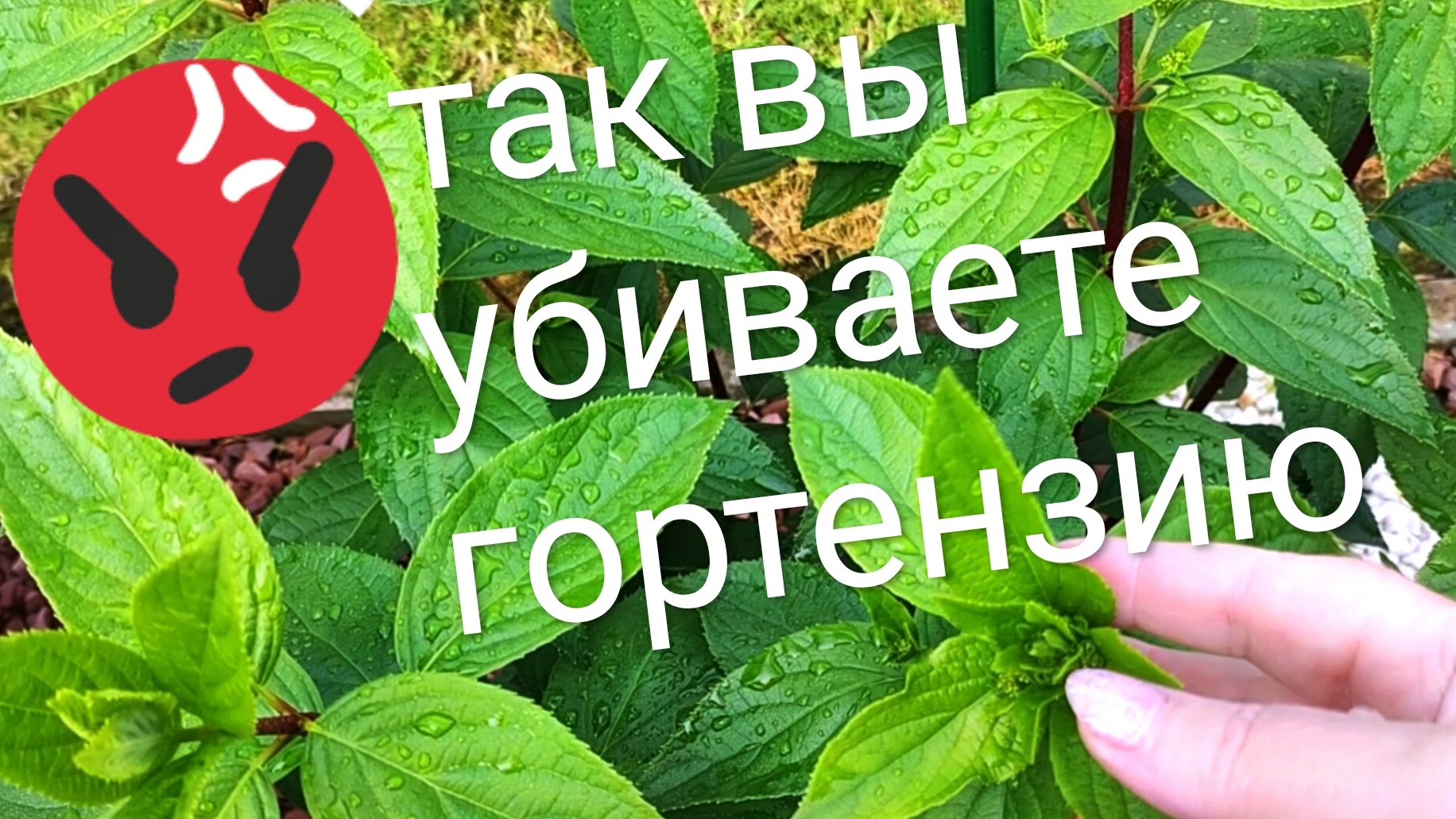 не режьте так гортензию ,цвести не будет .Важная инфа для новичков смотреть онлайн