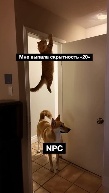 Скрытность на все 100. смотреть онлайн