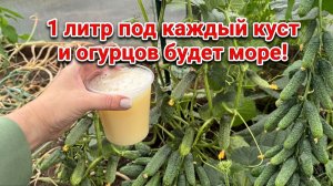 Лью под ОГУРЦЫ в ИЮЛЕ и огурцов много, не болеют!