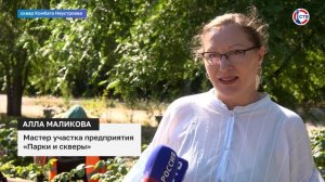 Как на зеленых зонах Севастополя ухаживают за розам