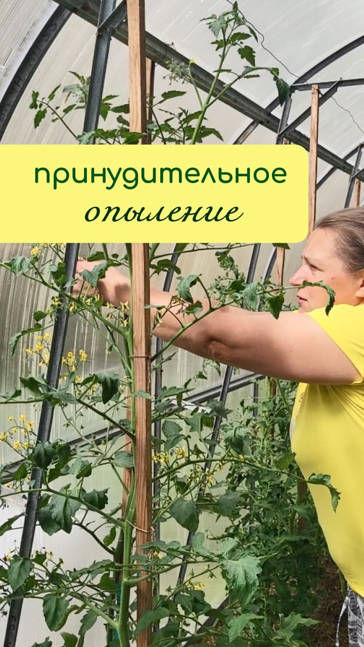 Принудительное ОПЫЛЕНИЕ