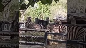 ZOO KHAO KHEOW