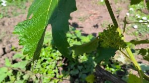 новинки на прививках,эксперименты с г.к