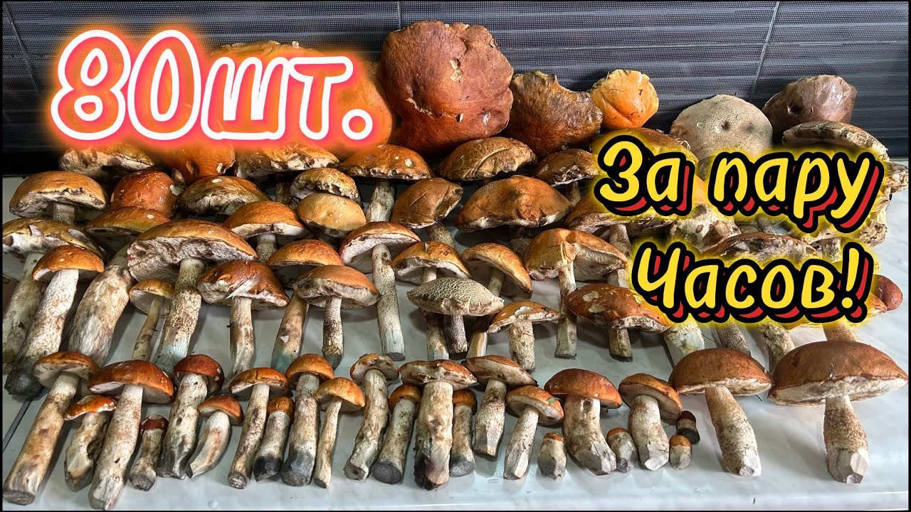 Грибная поездка по Осиновым Рощам! 2024. #грибы #грибник #mushroom #подосиновики смотреть онлайн