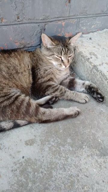 Мурка смотреть онлайн