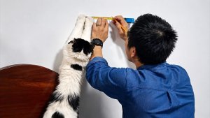 Уморительные кошки подражают людям лучше, чем можно было ожидать😂🐱 Смешные животные. Смешные видео