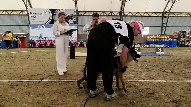 ПОДРОСТКИ СУКИ / КЧК НОВОРОССИЙСК 12 июня`26 G.Stibel Моно немецких овчарок