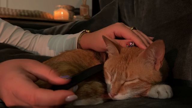 🐱 ASMR cat lice check extremely detailed inspection & personal attention смотреть онлайн