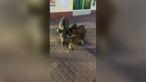 Кабаны в Польше...