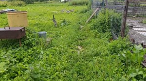 Дождь и слякоть, не повод не работать на улице ☝️ Куры🐔🐓 гуси 🪿 рыжий кот Фокс 🐱 хозяюшка Лапа
