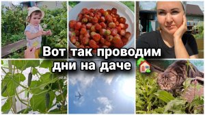 Никому она и даром не нужна а мне нужна! Хожу за Миленой по пятам 😄 Наши будни на даче🏡