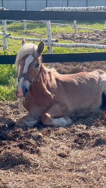 ❤️🐴 #приютСудьба #приютдляживотных #животные #лошади