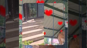 1000063524.mp4 (Собака слушает об установке котла, коаксикального дымохода, вытяжки в доме А-фрейм)