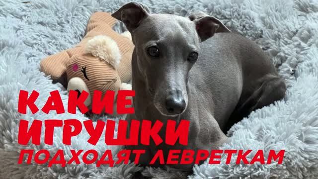 КАКИЕ ИГРУШКИ ПОДХОДЯТ ЛЕВРЕТКАМ смотреть онлайн