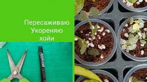 Укореняю, ссаживаю хойи